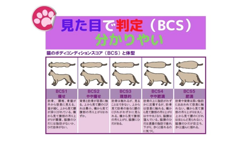 見た目で判定（BCS)
分かりやすい猫の理想体重
