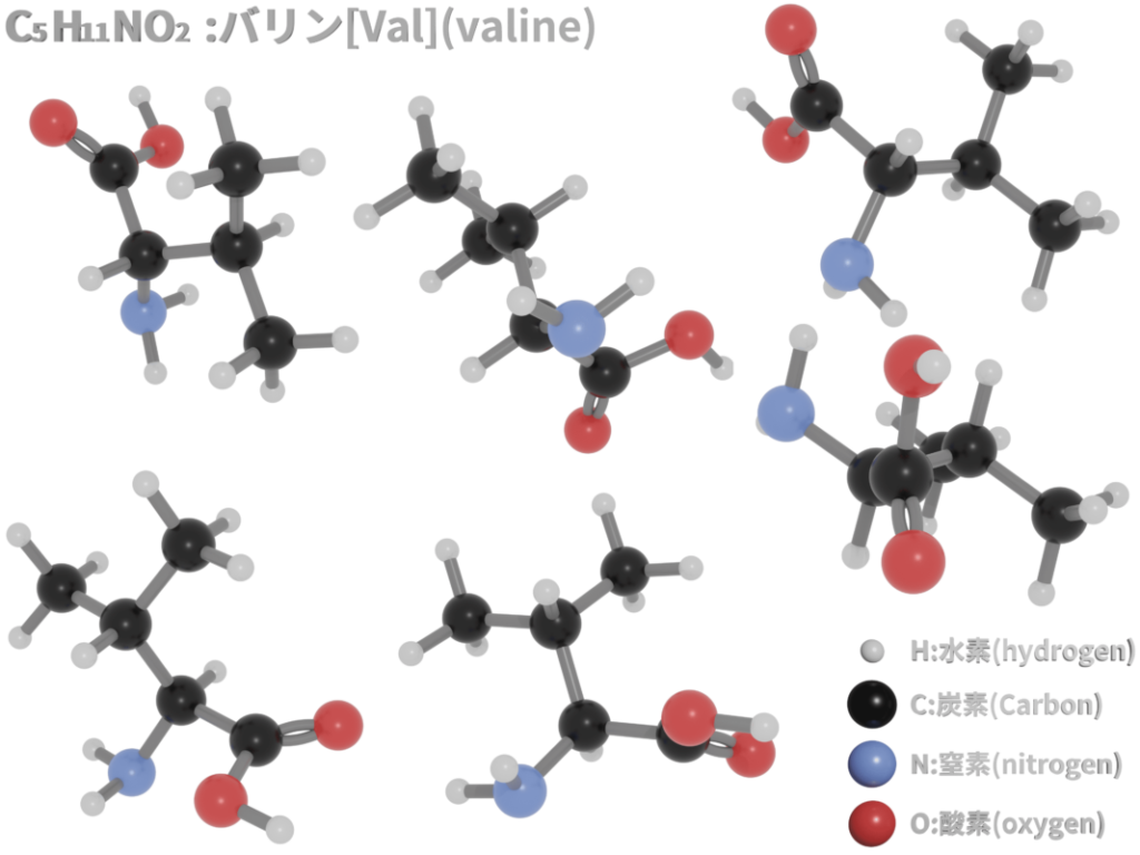 バリンの分子模型