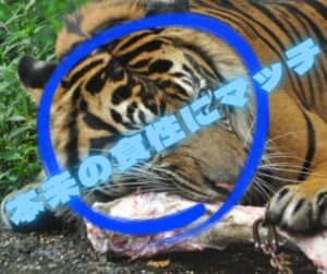 野生のトラが肉を食べている画像を例に猫本来の食性にマッチしている動物性タンパク質