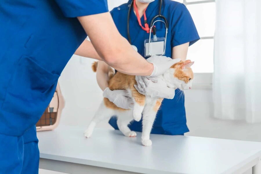 動物病院での猫の様子
