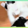 猫の喧嘩：2匹の猫が頭を叩き合っている様子