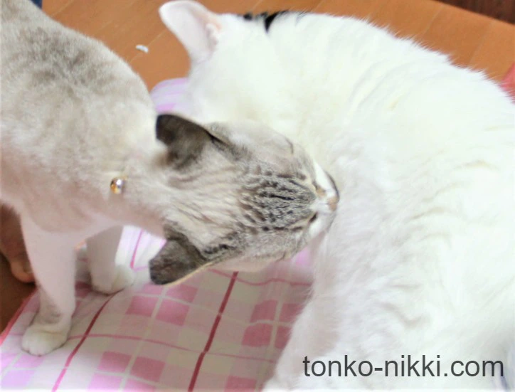 喧嘩の様子：2匹の猫の内、片方の猫が体にかみついている様子