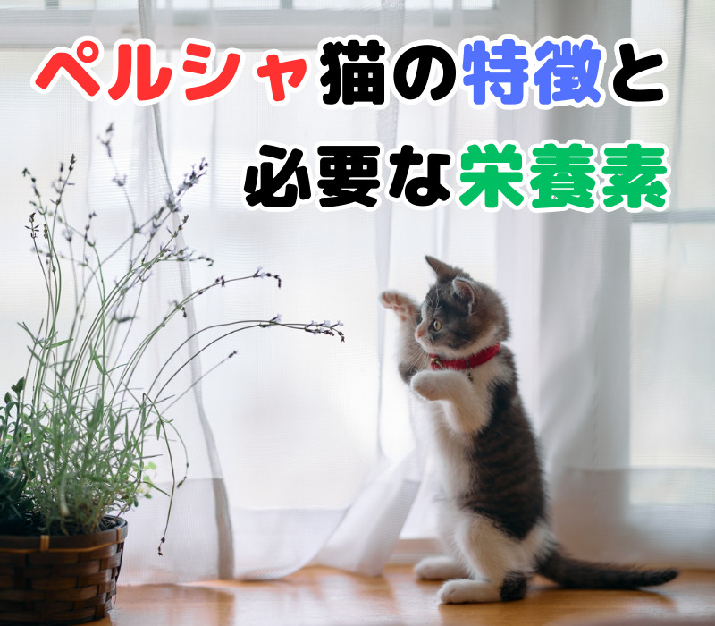 【毛玉ケアが重要】ペルシャ猫に必要な栄養素とおすすめキャットフードの特徴